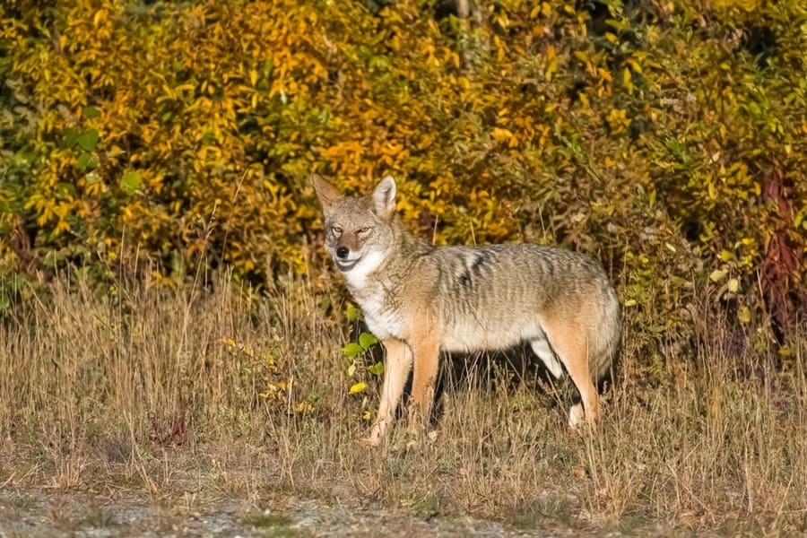 A Scary Coyote