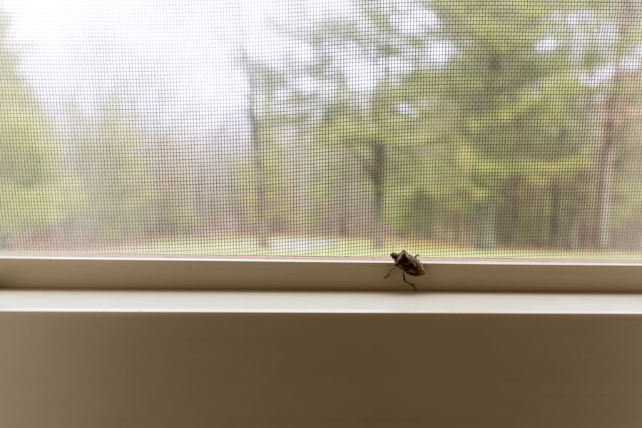 A Stink Bug On The Inside Of A Window In A Home