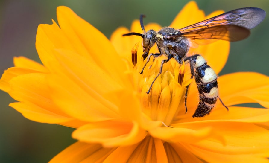 A Wasp On A Flower