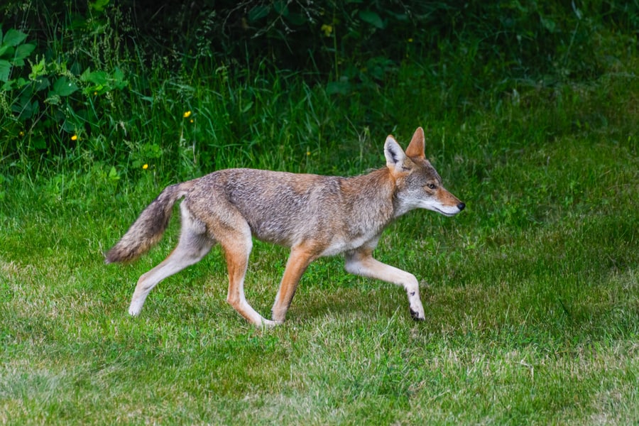 A Wild Coyote Moves Across The Edge Of A Lawn