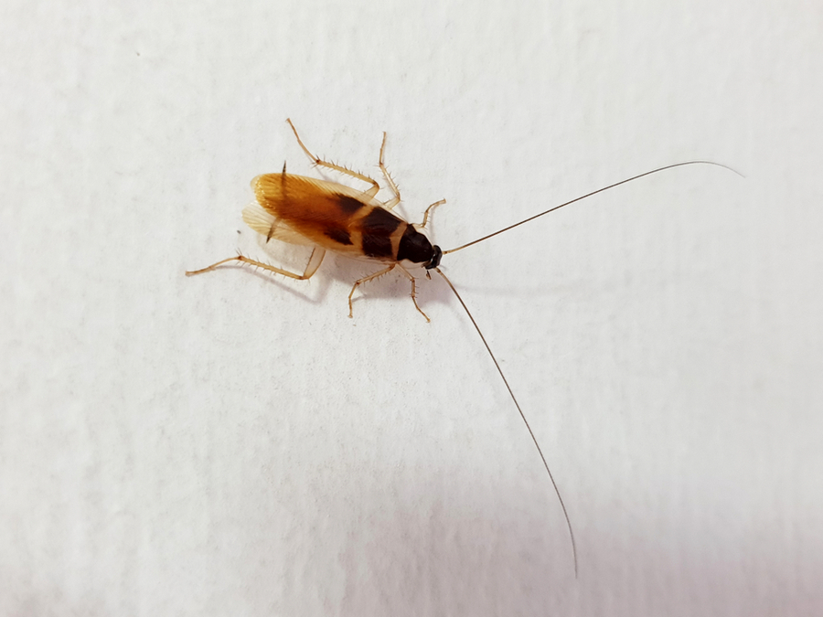 Adult Male German Cockroach