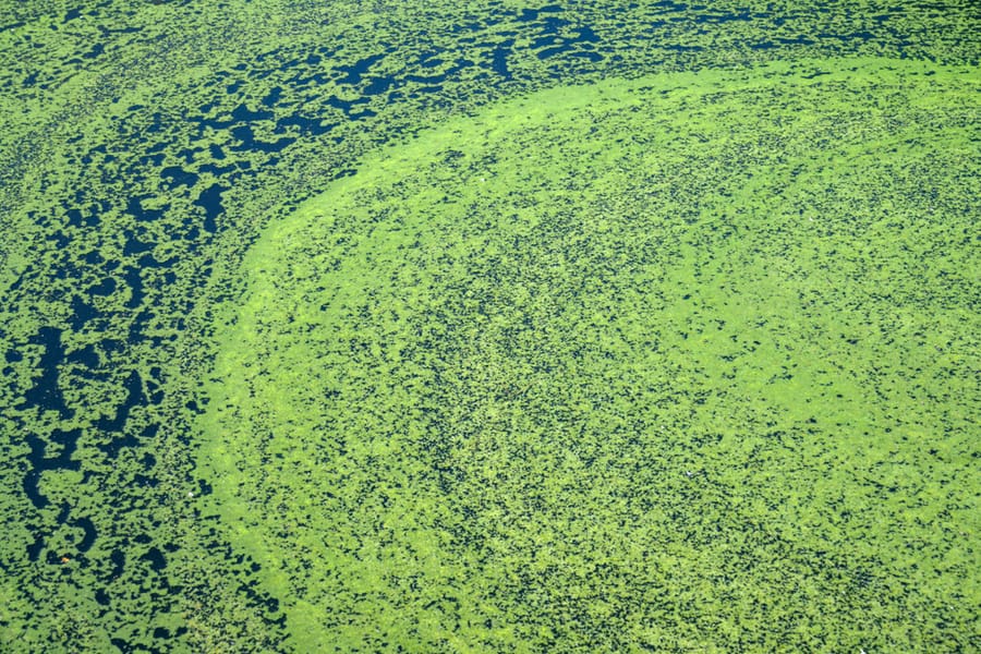 Algae Polluted Hot Tub