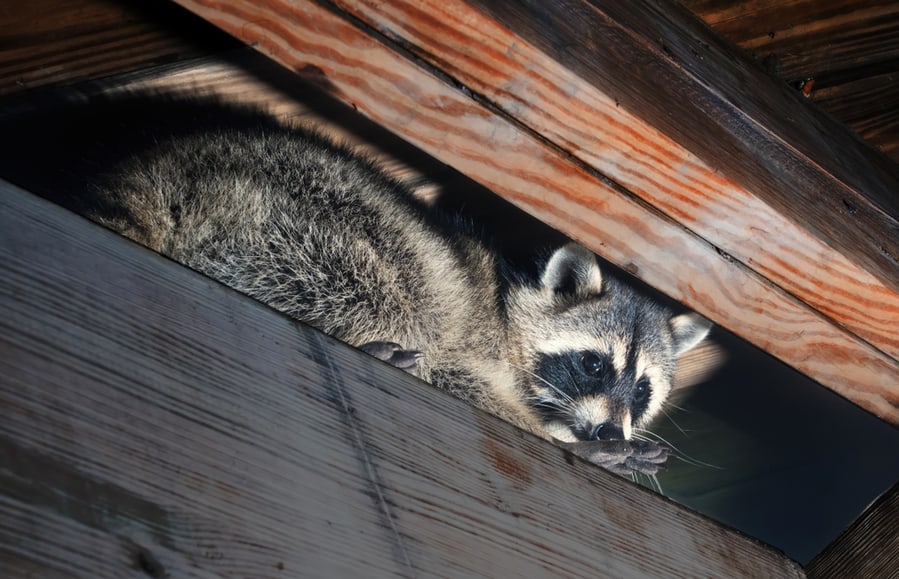 American Raccoon Climbed