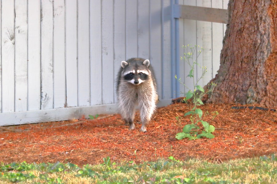 An Adult Raccoon Keeps A Fixed Gaze On The Stranger Before Retreating Up A Tree In An Urban Neighborhood.