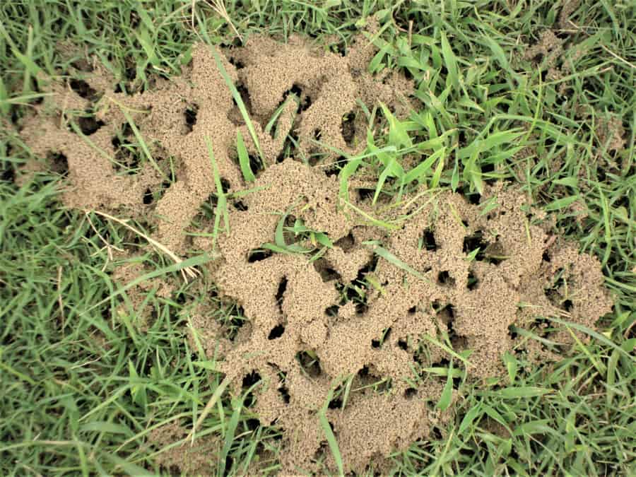 Ants Colony
