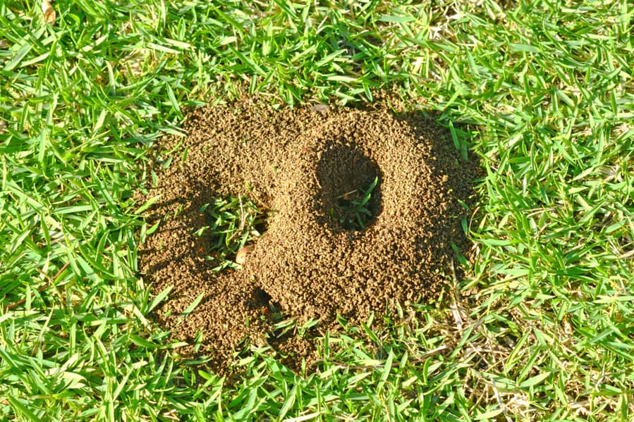 Ants In Lawn