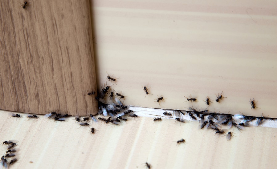 Approaches To Keep Ants Away From Apartments