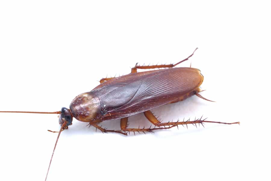 Asian Roaches