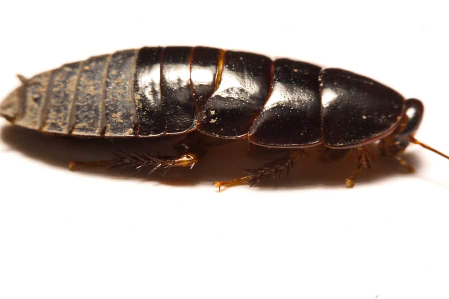 Australian Roaches