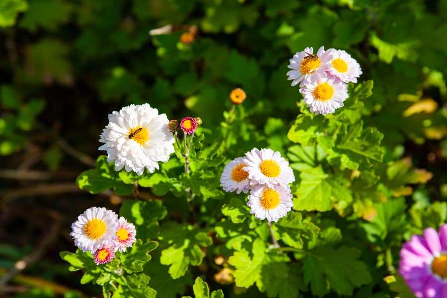 Avoid Flowering Plants And Keep Your Garden Pest Free