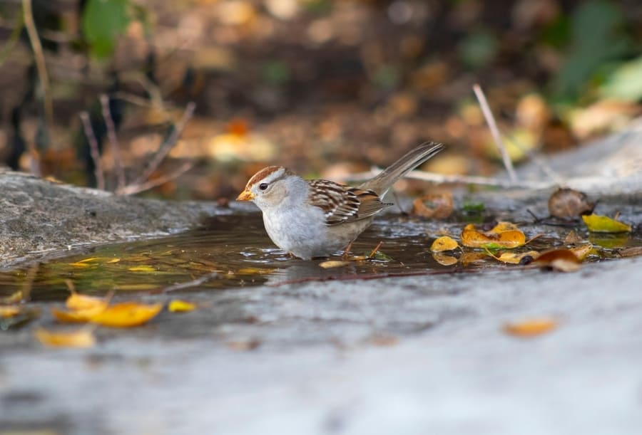 Avoiding Standing Water