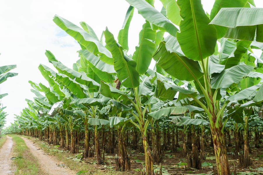 Banana Tree