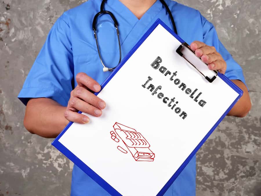 Bartonella