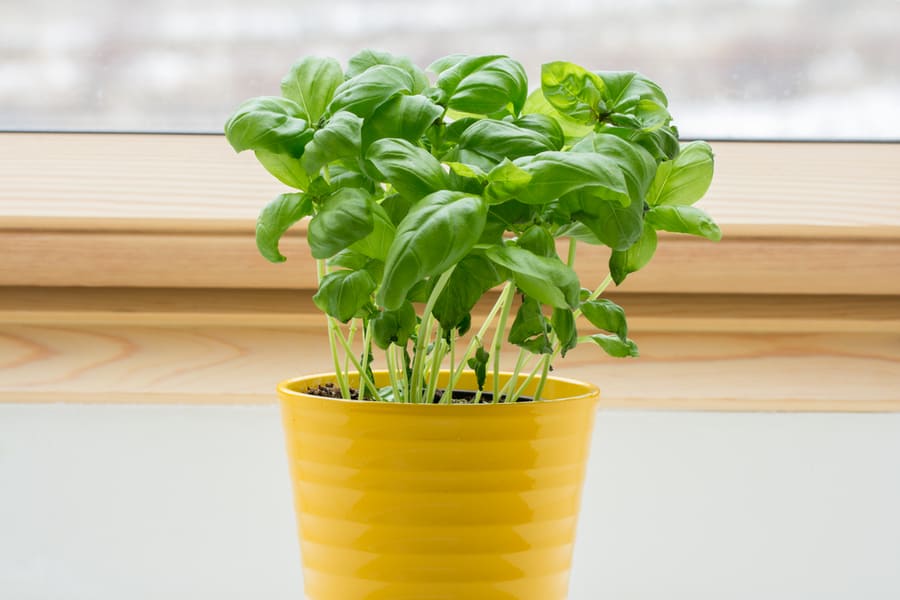 Basil Plant