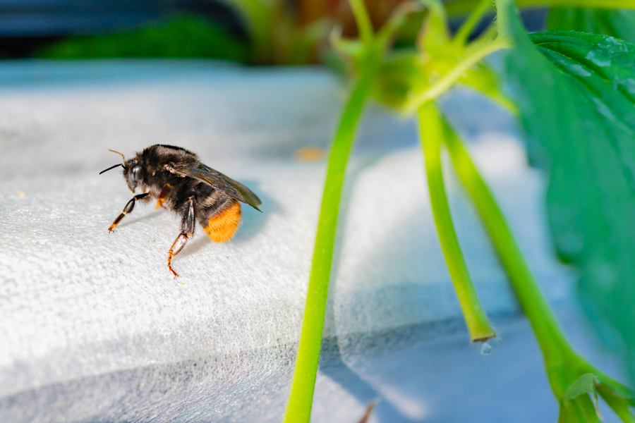 Bee On A Surface