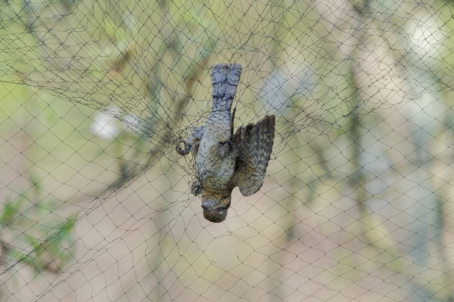 Bird In The Net