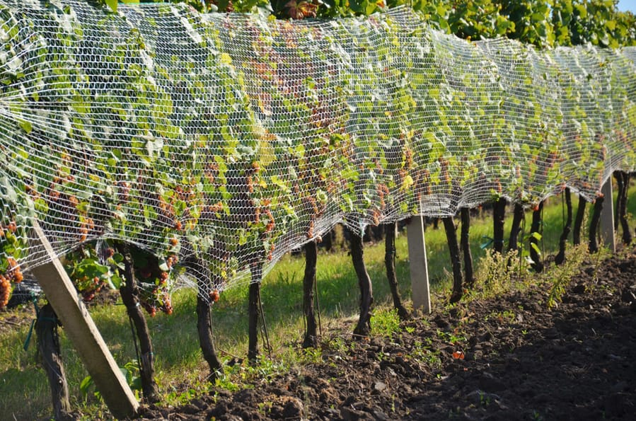 Bird Netting