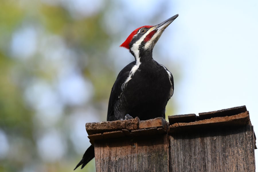 Bird Woodpecker Pileated Woodpecker Beak Fence