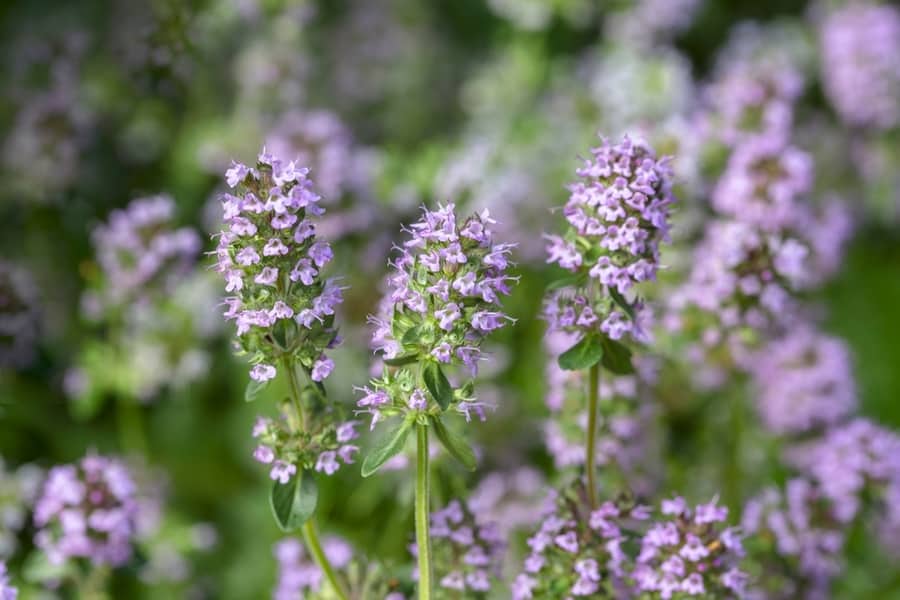 Blooming Thyme Plant, Close-Up Macro Photography.