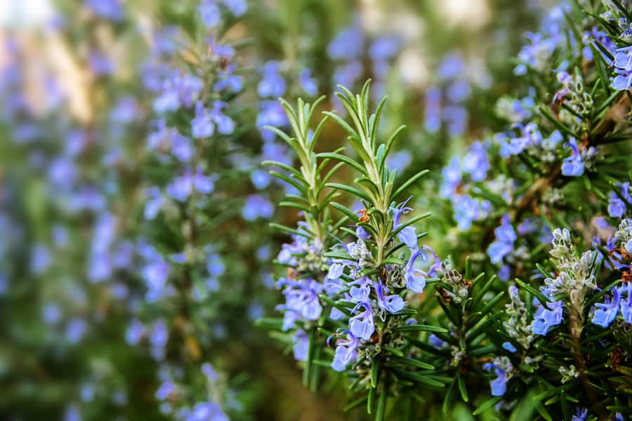 Blossoming Rosemary Plants In The Herb Garden, Selected Focus, Narrow Depth Of Field
