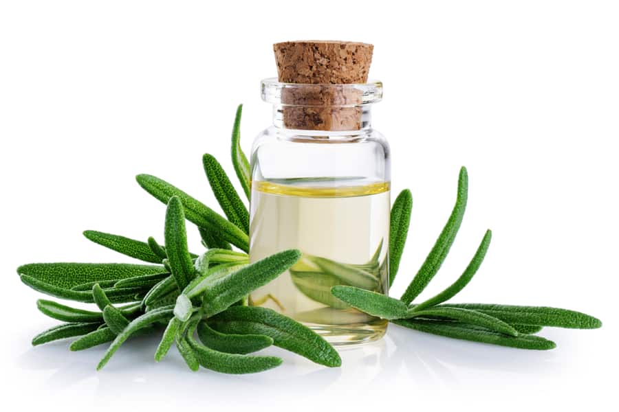Bottle With Rosemary Essential Oil And Rosemary Leaves Isolated On White Background.