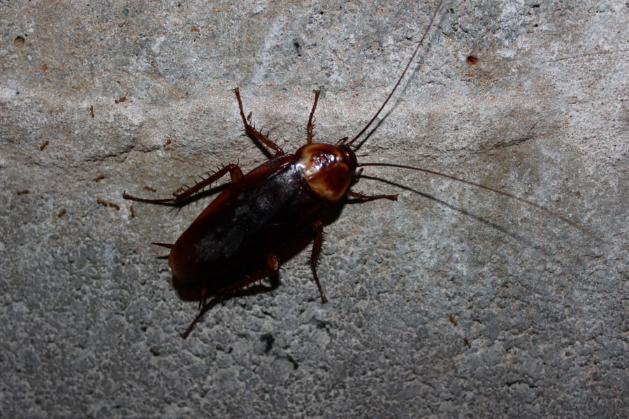 Brown Cockroaches Go Out To Eat At Night In Low Light