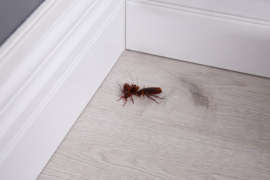 Bugs On Wooden Floor In Corner At Home