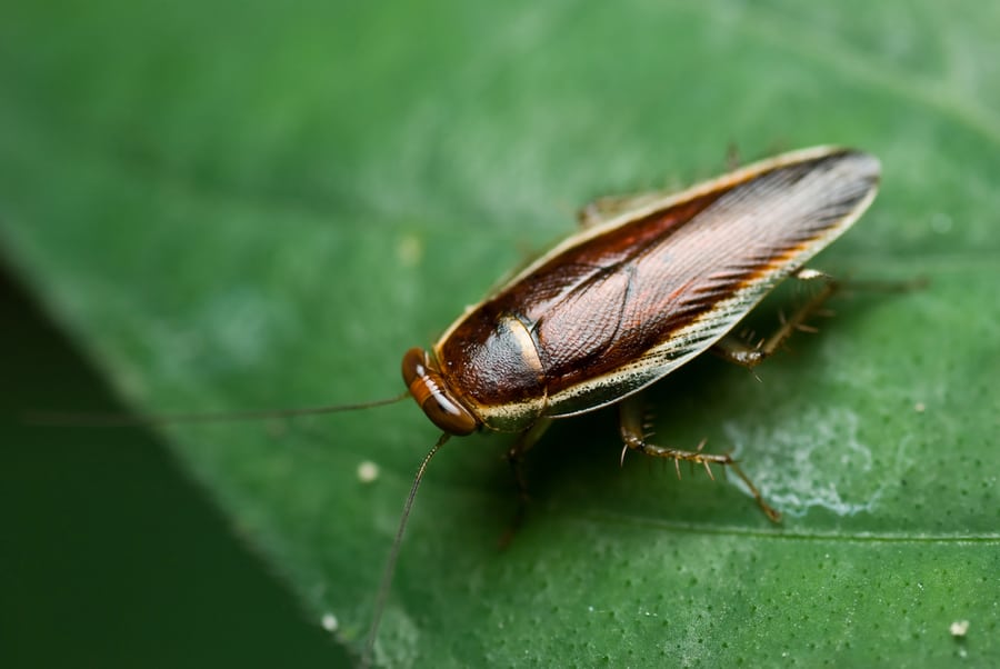 Bush Cockroach