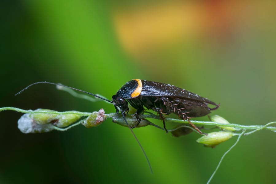 Bush Cockroach