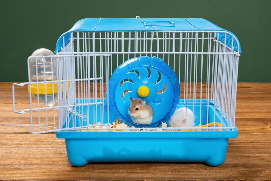 Cage Of Two Small Hamster