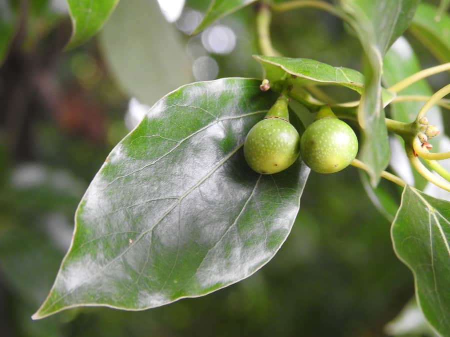 Camphor Laurel Leaves And Seeds (Cinnamomum Camphora)