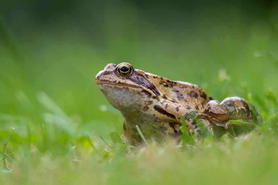 Can You Lure Out A Frog?