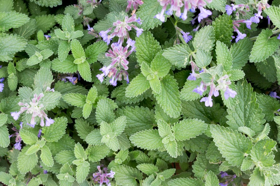 Catnip Green Herb