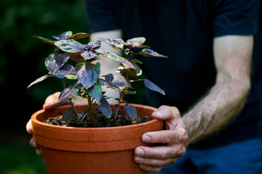 Change The Position Of Your Potted Plants