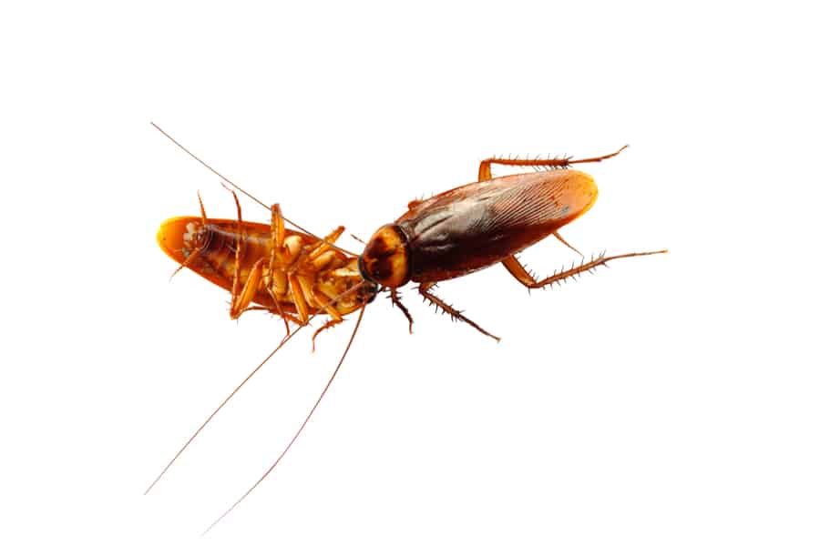 Check If There Are Other Roaches Nearby