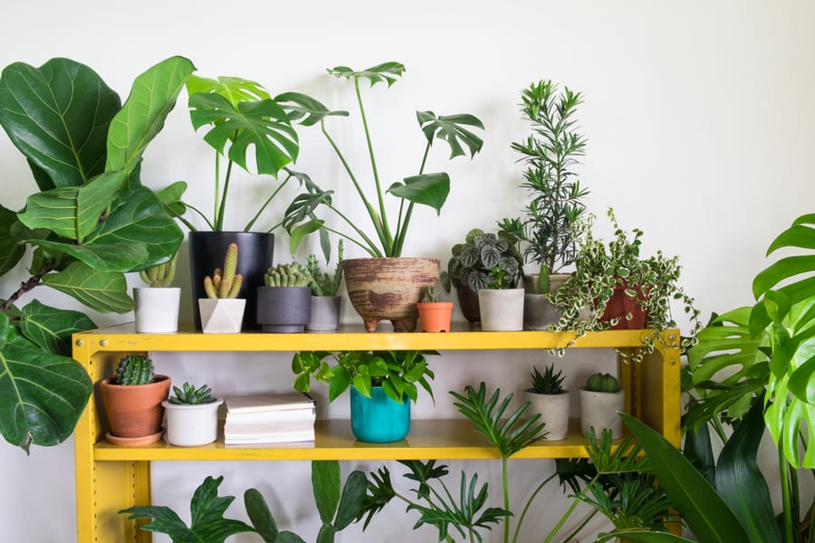 Check Your Indoor Plants