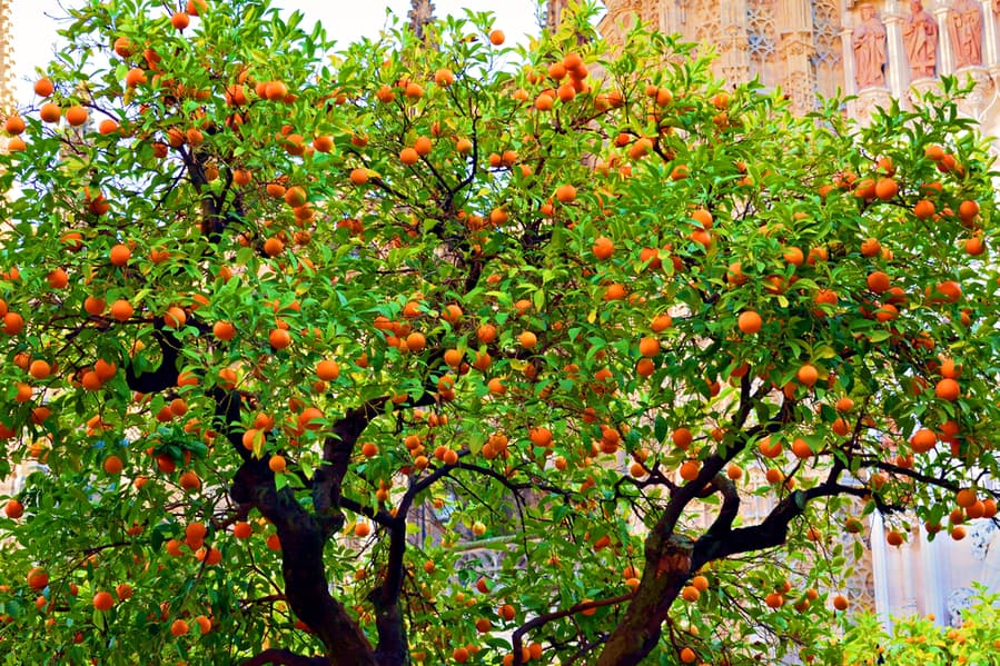 Citrus Tree