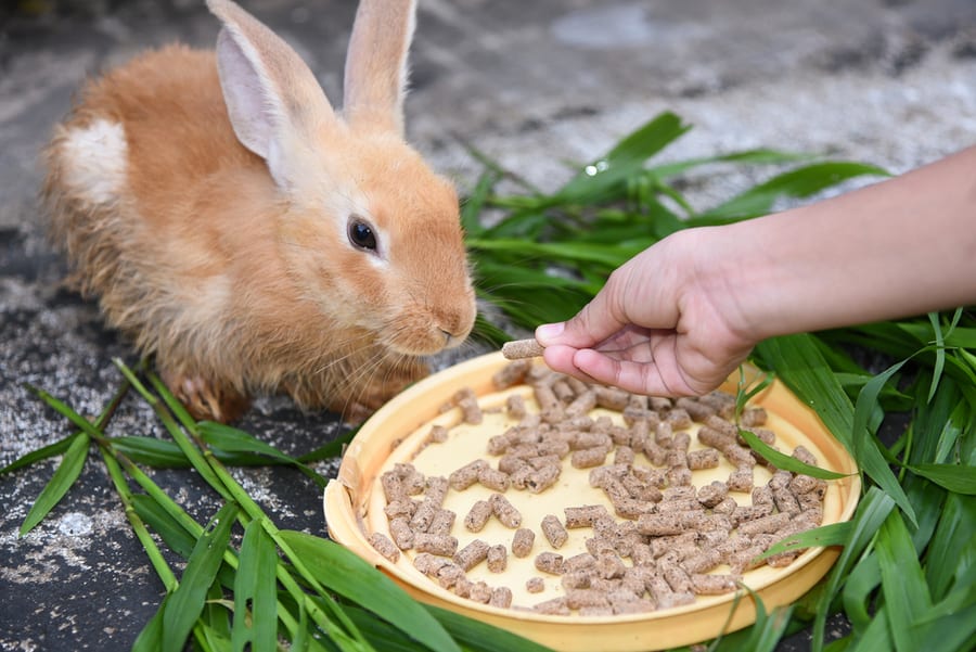 Clean Out The Food Every Night