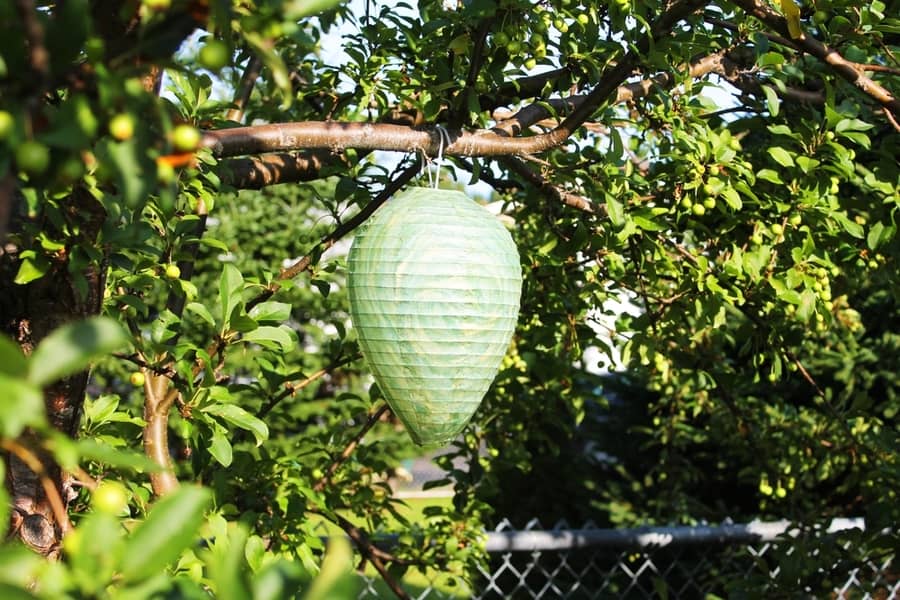 Close-Up Of A Paper Wasp Nest Decoy Hanging From An Apple Tree
