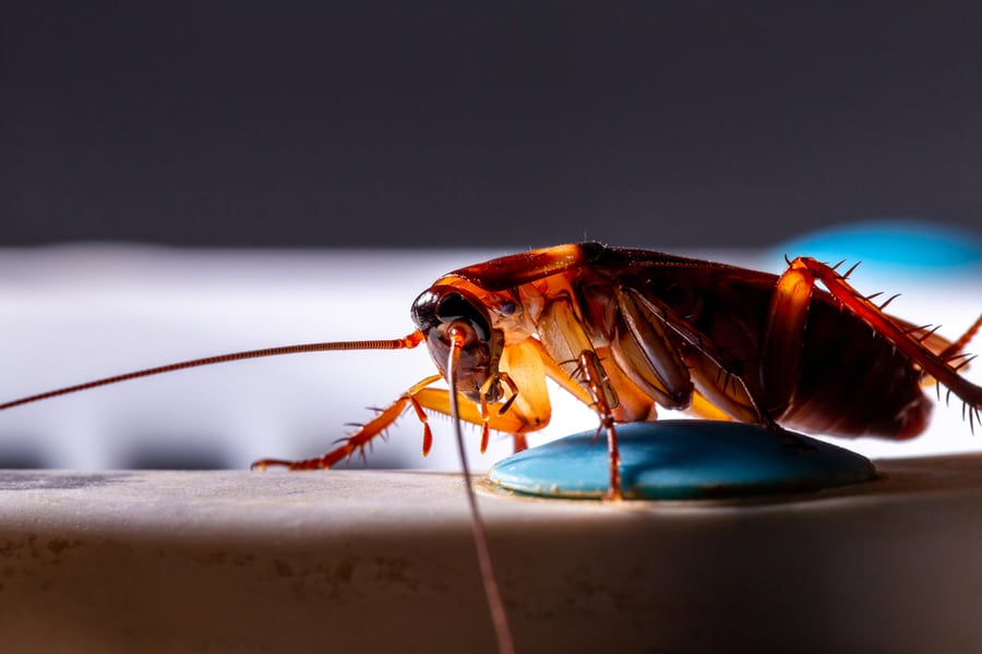 Closeup Animal Red Cockroach Night