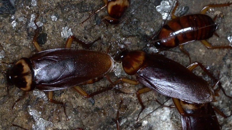 Closeup Macro American Cockroaches Gather In The Sewer Home To Find Food.