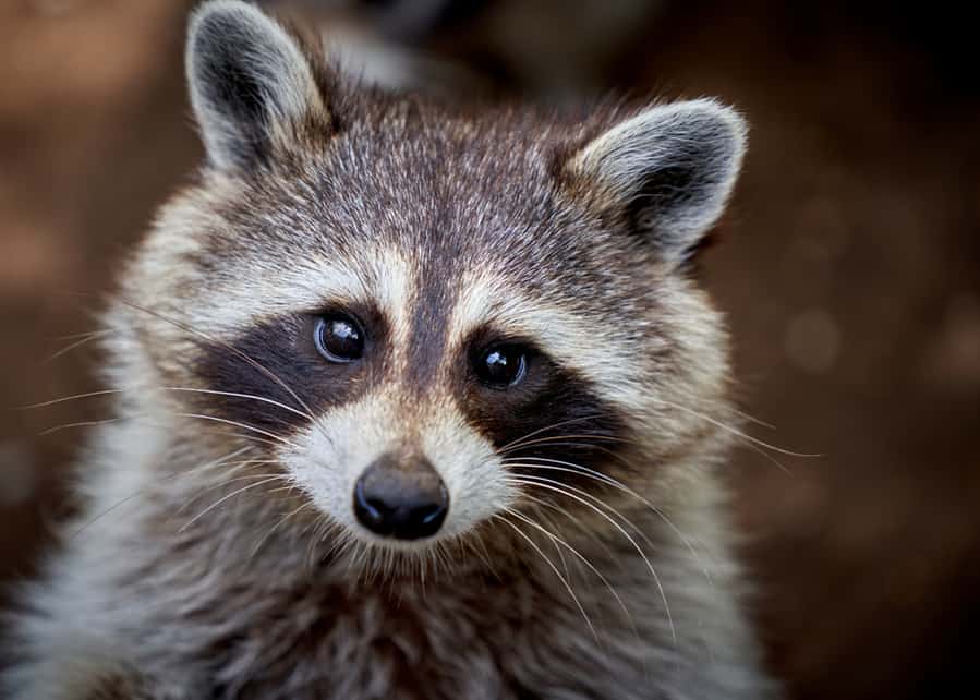 Closeup Portrait Of A Raccoon Washing Too Cute