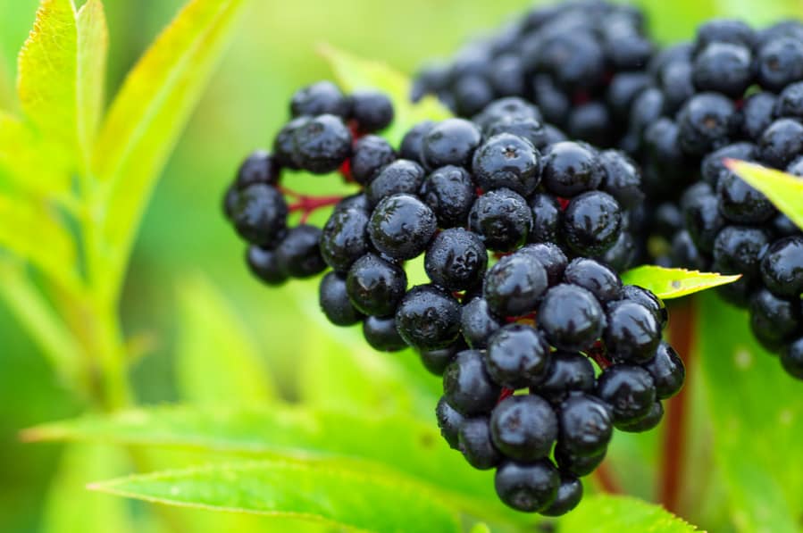 Clusters Fruit Black Elderberry In Garden In Sun Light (Sambucus Nigra).