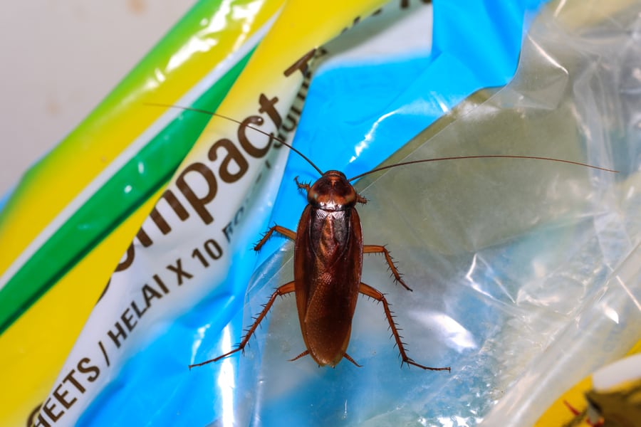 Cockroach Blattodea Crawling Around The Trash Can
