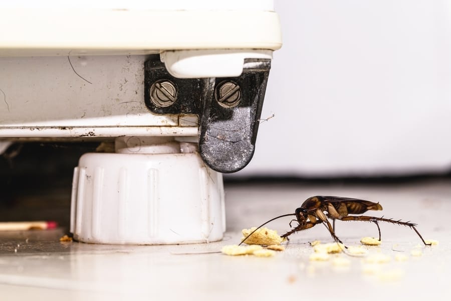 Cockroach Eating Crumbs Food