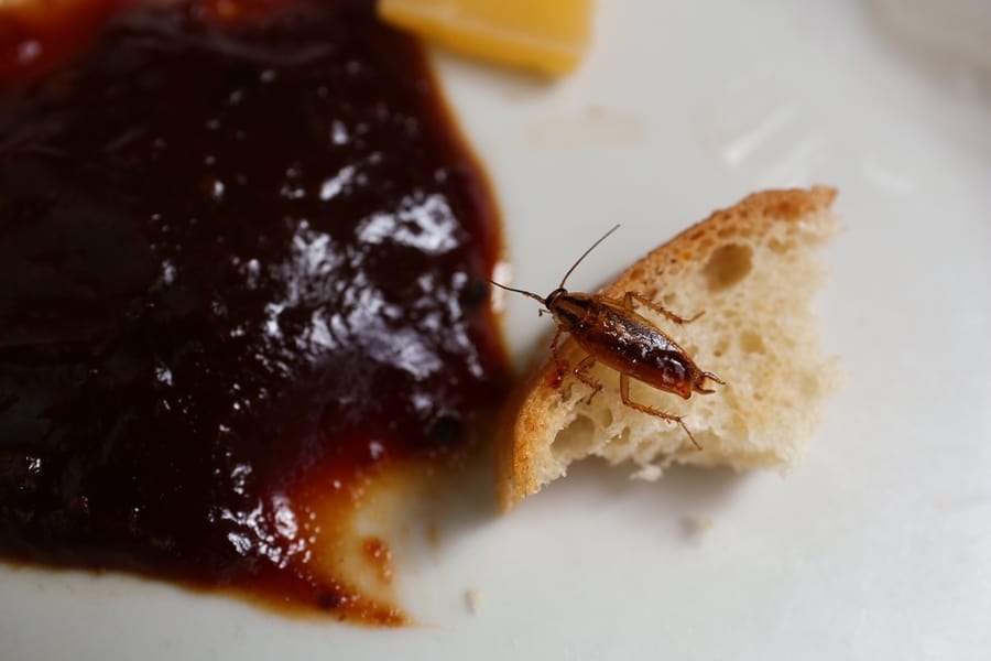 Cockroach Floor Leftovers On Plate