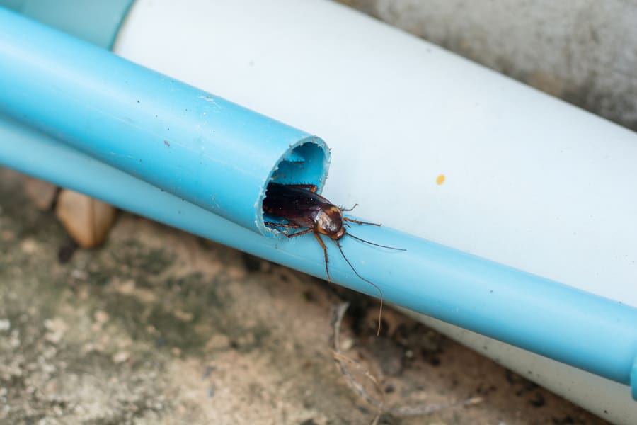 Cockroach In Pipe