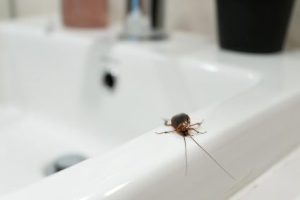 Cockroach In The Bathtub