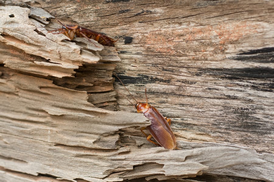 Cockroach On Wood Outdoor