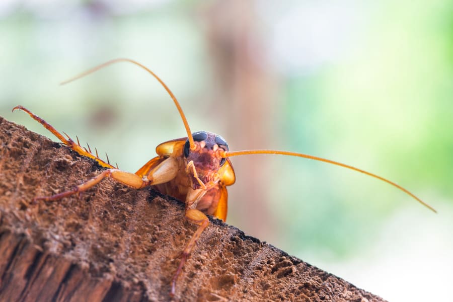 Cockroach On Wooden Surface